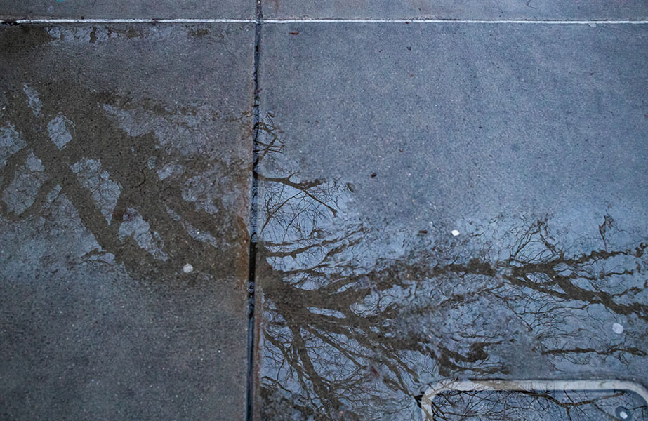 Reflected Trees in Winter Puddle.